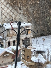 Colaptes auratus luteus × cafer