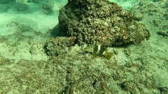 Serranus papilionaceus