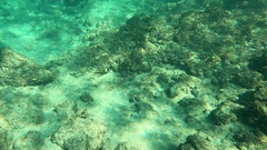 Serranus papilionaceus