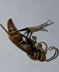 Polistes crinitus