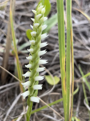 Spiranthes incurva