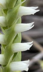 Spiranthes incurva