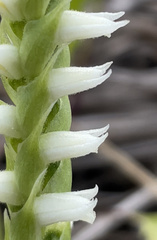 Spiranthes incurva