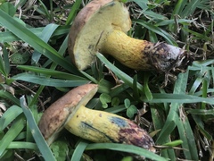 Boletus luridellus