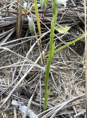 Spiranthes incurva
