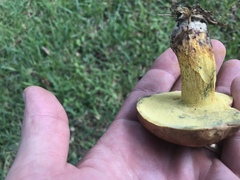 Boletus luridellus