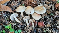 Hebeloma sacchariolens