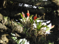 Bromelioideae