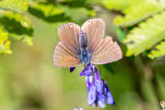 Polyommatus amandus