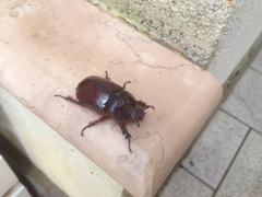 Oryctes nasicornis corniculatus