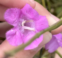 Agalinis purpurea