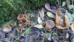 Otidea alutacea