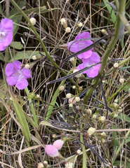 Agalinis purpurea