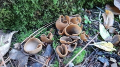 Otidea alutacea