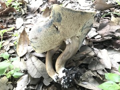 Porphyrellus sordidus