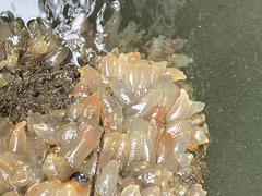 Ciona intestinalis