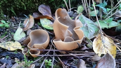Otidea alutacea