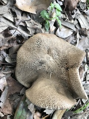 Porphyrellus sordidus