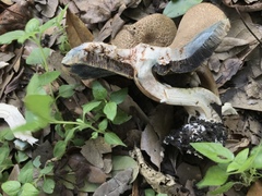 Porphyrellus sordidus