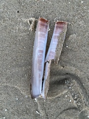Ensis
