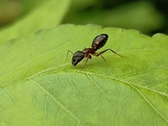 Camponotus albosparsus