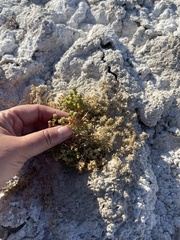 Nitrophila mohavensis