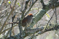 Synallaxis frontalis