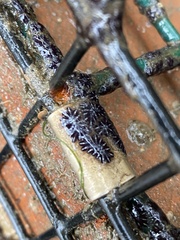 Botryllus schlosseri