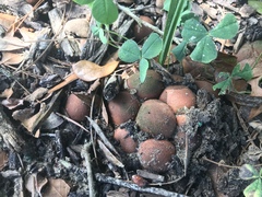 Lycoperdon subincarnatum