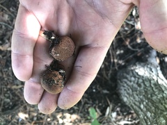 Lycoperdon subincarnatum