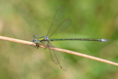Lestes virens