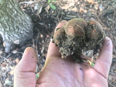 Lycoperdon subincarnatum