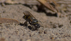 Bembecinus bicinctus