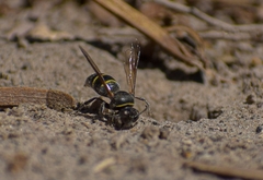 Bembecinus bicinctus