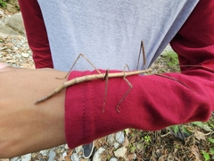 Megaphasma denticrus