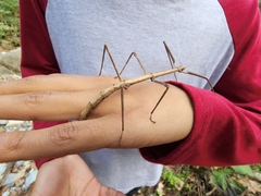 Megaphasma denticrus