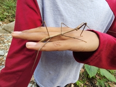 Megaphasma denticrus