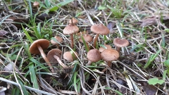 Inocybe cincinnata