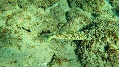 Sphoeroides marmoratus