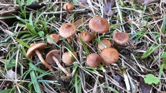 Inocybe cincinnata