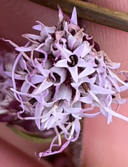 Liatris aspera