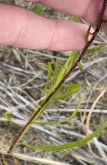 Liatris aspera
