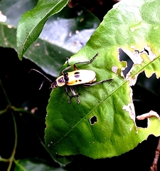 Chauliognathus flavipes