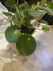 Pilea peperomioides