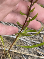 Liatris aspera