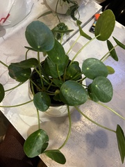 Pilea peperomioides