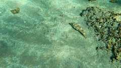 Sphoeroides marmoratus