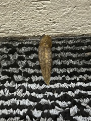 Limacus