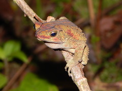 Incilius coniferus