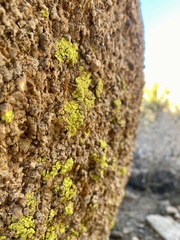 Acarosporaceae